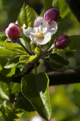 apple tree