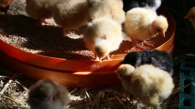 poussins picorant