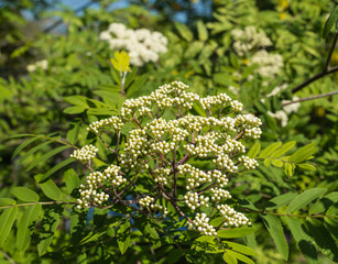 Buds and blossoms of a European Rowan