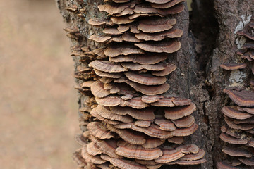 さるのこしかけ