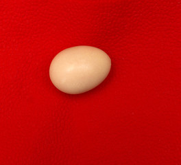 bird egg on red