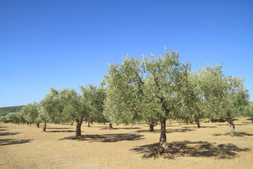 Fototapeta na wymiar Olive grove in Greece