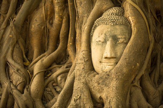 Close-up Head of Buddha in Ayutthaya, Thailand.