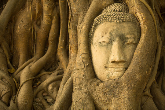 Close-up Buddha head in the roots of the tree .
