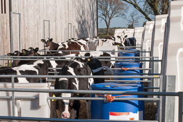 Farm stock