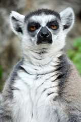 Ring-tailed lemur - obrazy, fototapety, plakaty