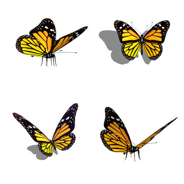 butterfly collection, different views