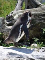 animals - penguins in summer