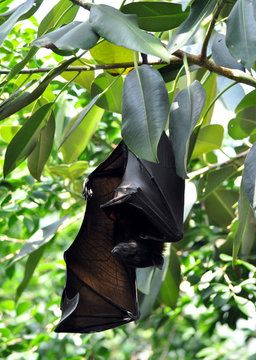 bats on tree