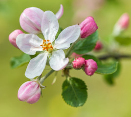 Obraz na płótnie Canvas Apple blossom