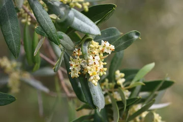Blossoming olive tree in the spring