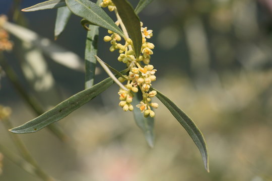 Blossoming olive tree in the spring