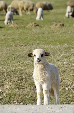 Curious little lamb