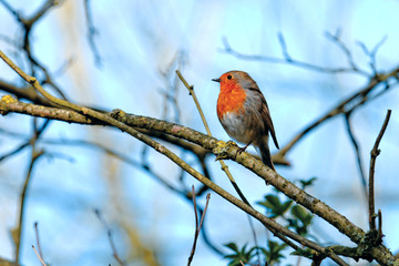 Robin (Erithacus rubecula)