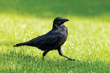 Crow walking