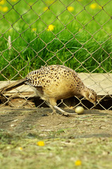 hen pheasant