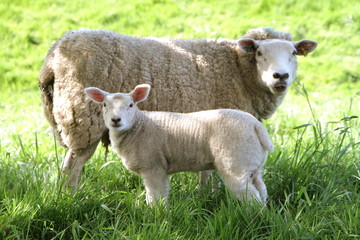 Naklejka na ściany i meble Sheep with her lamb