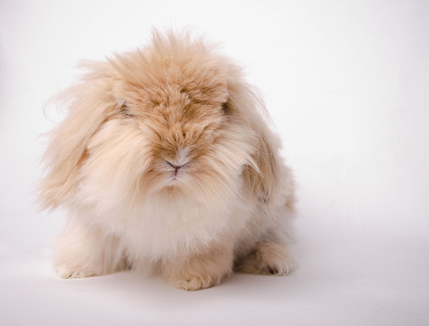 Hase