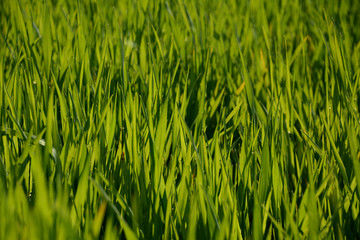 Fototapeta premium Backlit young green wheat plants