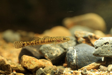 floating goby (Chaenogobius annularis or Gymnogobius urotaenia) 