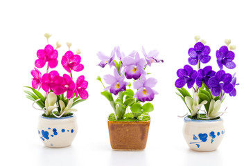 Fototapeta premium Orchid