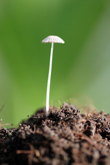Small mushrooms growing on the ground.
