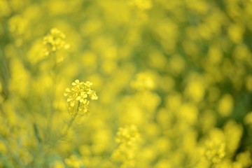 Obraz premium Rzepak żółty