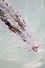 head of a crocodile.