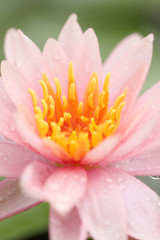 macro pink lotus blossoms.