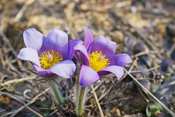 Violet snowdrops bloom spring in the forest