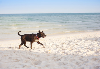 Dog on beach