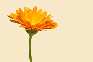Ringelblume, Calendula officinalis
