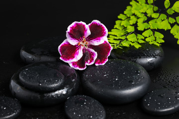 Obraz na płótnie Canvas Spa concept with beautiful deep purple flower of geranium, green