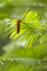 Wollemi pine tree