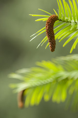 Wollemi pine tree