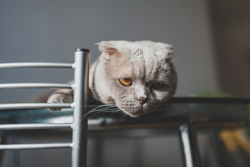 lazy cat lying on a kitchen table