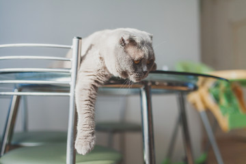 lazy cat lying on a kitchen table