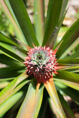 Obraz premium Close up Pineapple tree