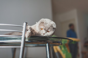 lazy cat lying on a kitchen table