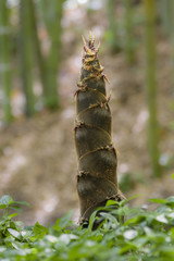 Detail of bamboo bud