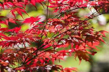 Red leaves of Maple tree