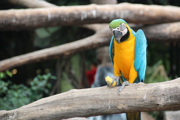 A blue and yellow macaw is eating sweet corn