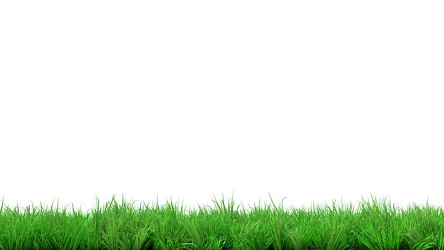 gorgeous green grass summer animated on white background