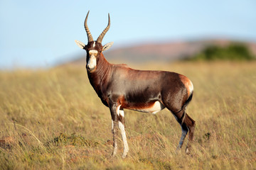 Blesbok antelope