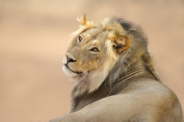 Portrait de lion d& 39 Afrique, désert du Kalahari