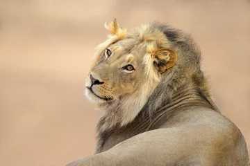 Poster de jardin Lion Portrait de lion d& 39 Afrique, désert du Kalahari