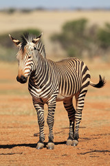 Fototapeta na wymiar Hartmanns Mountain Zebra