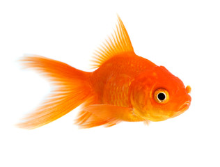 Goldfish