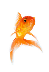 Fototapeta premium Goldfish