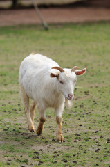 山羊のポートレート